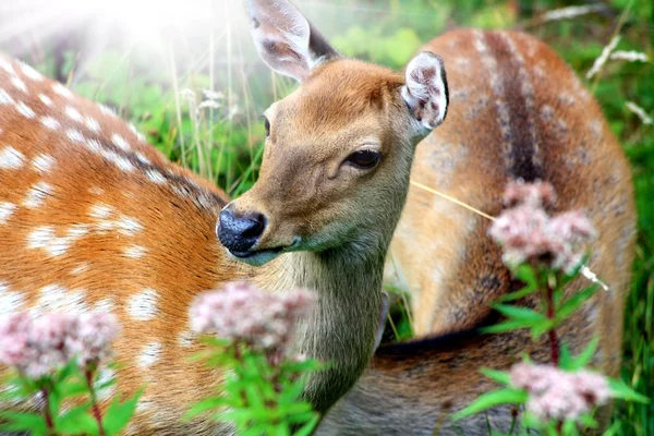 Ciervo sika de cerca en la naturaleza — Foto de Stock