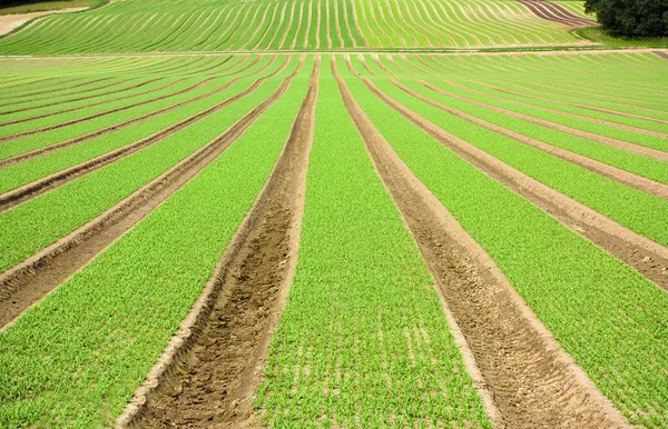 stock image Farmland furrows with new planting in perspective