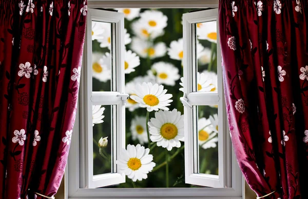 Open windows onto large daisies — Stock Photo, Image