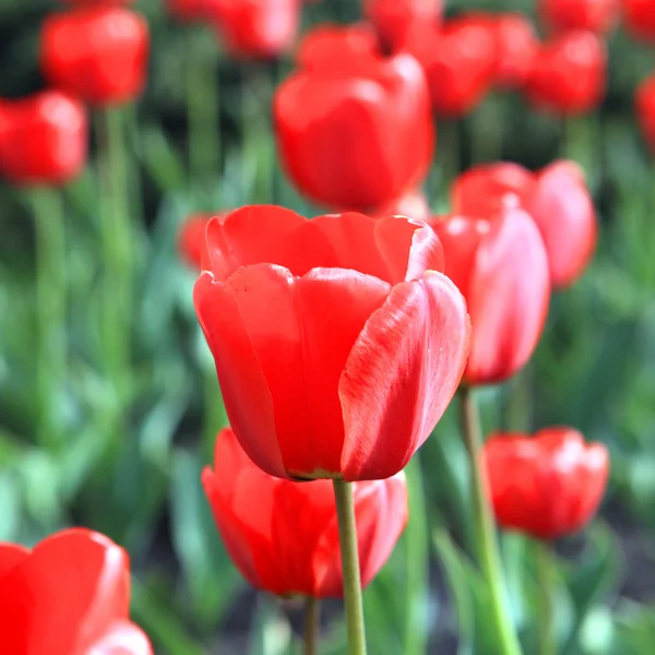 Квіти тюльпанів крупним планом зображення — стокове фото