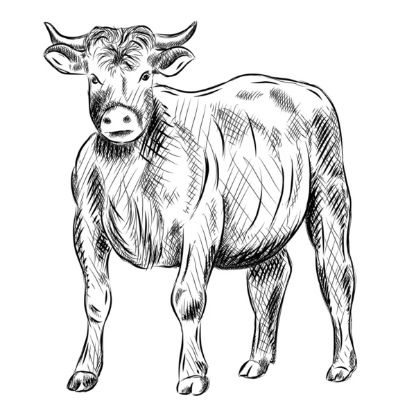 Bufflonne — Image vectorielle