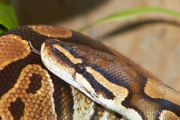 Большая змея
