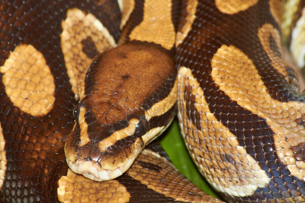 Большая змея
