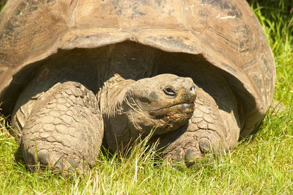 Turtle — Stock Image Turtle Stock Photo