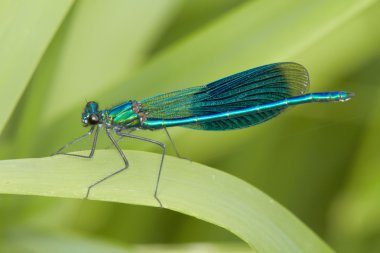 Damselfly clipart