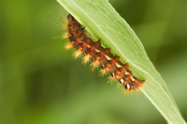 Catterpillar clipart