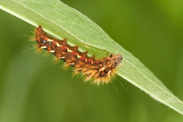 stock image Catterpillar