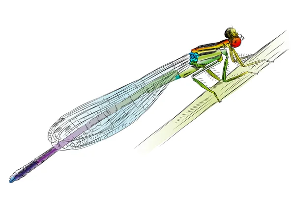 Insektsordningen — Stock vektor