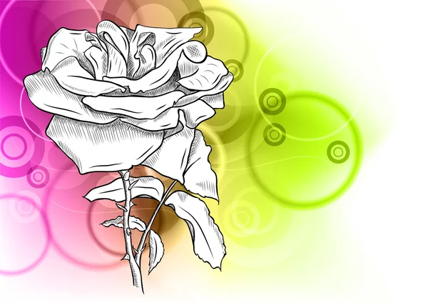 Rose blanche — Image vectorielle