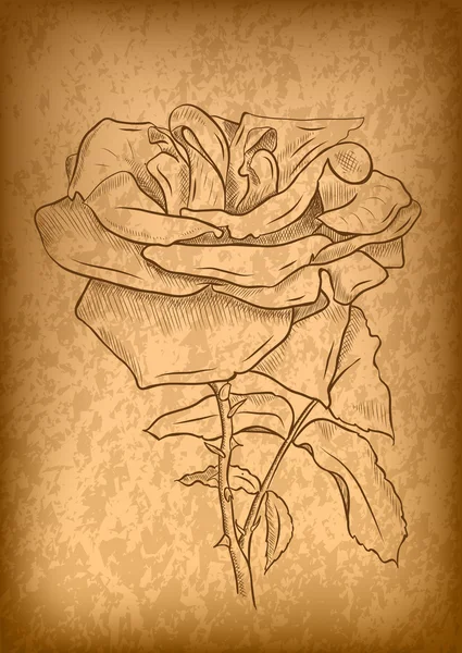玫瑰花朵 — 图库矢量图片