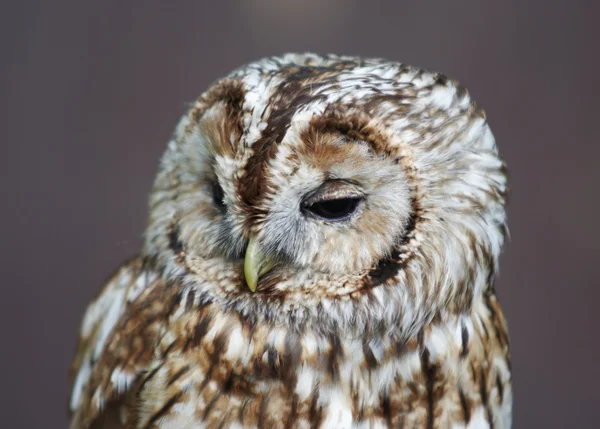Grey owl — Stock Photo, Image