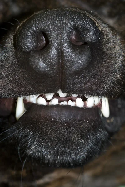 Голые зубы — стоковое фото