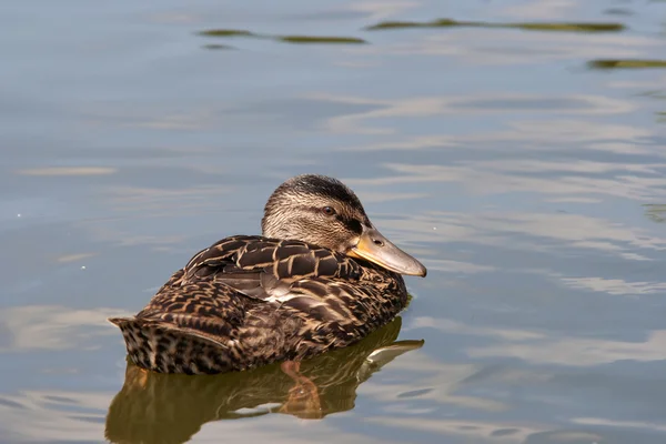 Duck floating on the water — Stock Photo, Image