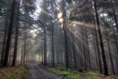 Gift of Light - God beams - coniferous forest in fog clipart