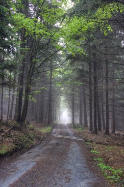 Road in foggy coniferous forest clipart