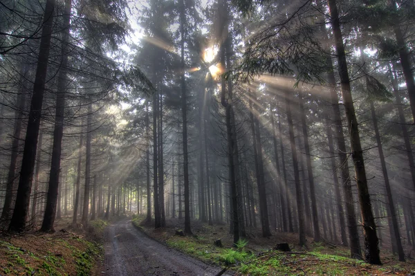 Dono di Luce - travi di Dio - foresta di conifere nella nebbia — Foto Stock