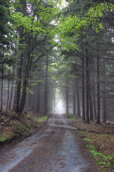 Дорога в туманных хвойных лесах — стоковое фото