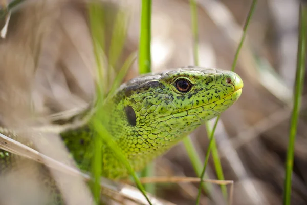 Head of lizard — Stock Photo, Image