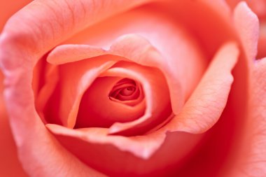 Rose bloom closeup clipart