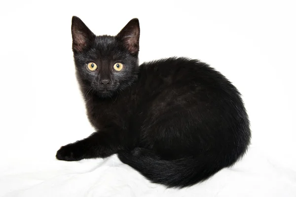 Чёрный котенок — стоковое фото