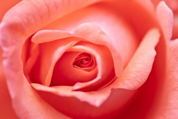 Rosa blom närbild — Stockfoto