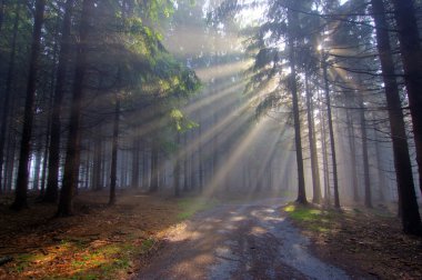 God beams - coniferous forest in fog clipart