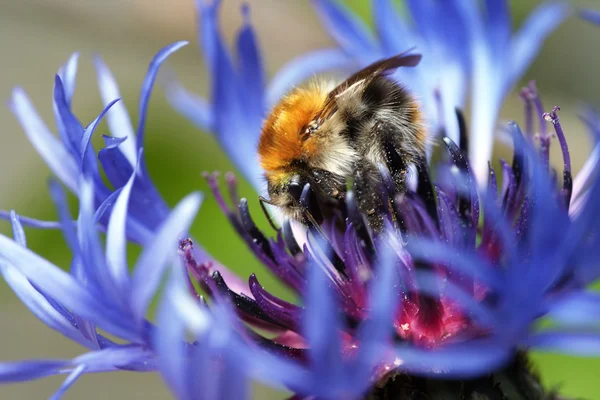 Pan Bumble bee v květu — Stock fotografie