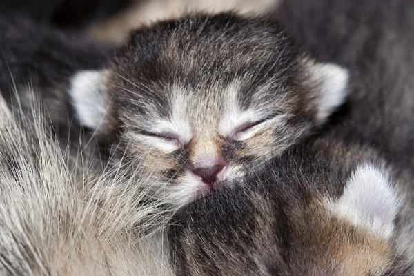 Gattino appena nato, dieci giorni fa — Foto Stock