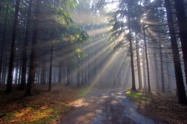 God beams - coniferous forest in fog clipart