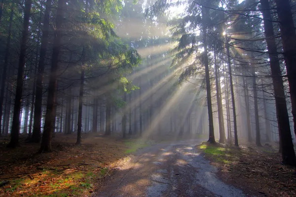 Gott strahlt - Nadelwald im Nebel — Stockfoto