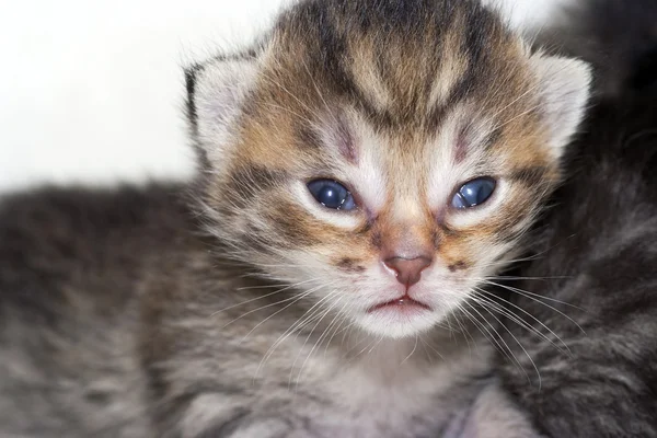 Pasgeboren kitten — Stockfoto