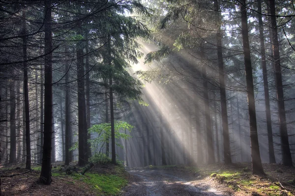 Sole - foresta di conifere in nebbia — Foto Stock