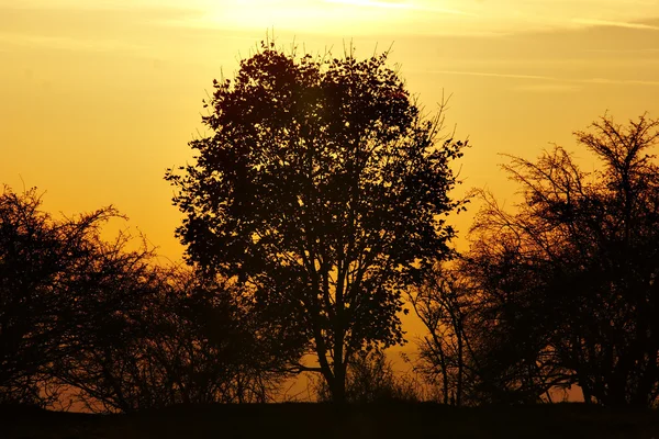 秋天一棵树和太阳 — 图库照片
