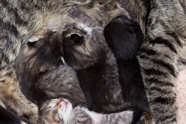 Enayiler - kurnaz küçük kedi yavrusu — Stok fotoğraf