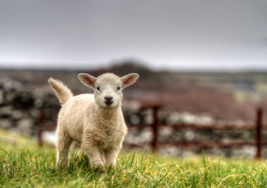 Irish baby sheep clipart