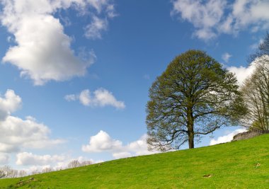 pastoral çayır