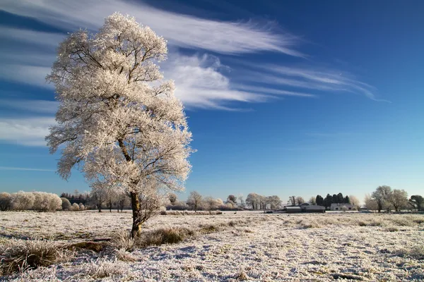 Cenário de inverno idílico — Fotografia de Stock