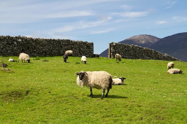 Ovejas y carneros de Connemara — Foto de Stock