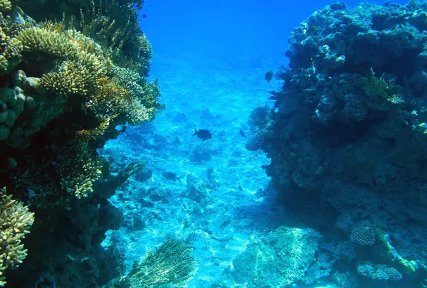 Coral reef van rode zee — Stockfoto