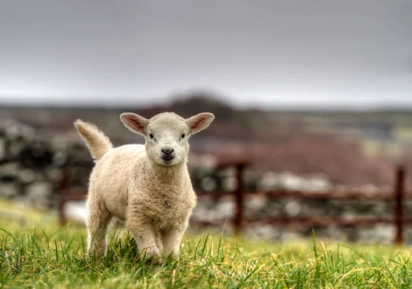 Bébé mouton irlandais — Photo