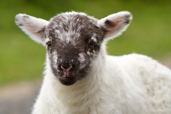 Ιρλανδική μωρό πρόβατα — Φωτογραφία Αρχείου