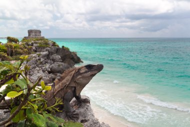 Uçurumdaki iguana