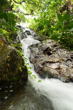 Mexican jungle