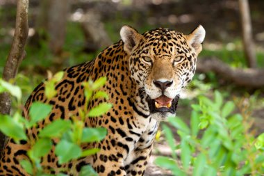 Jaguar in wildlife clipart