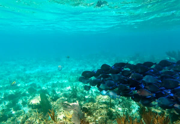 Un cardumen de peces azules — Foto de Stock