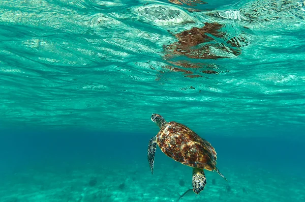 Mořská želva v přírodě — Stock fotografie
