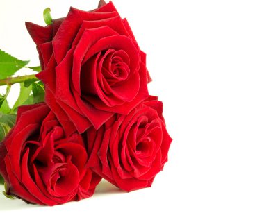 Beautiful red roses clipart