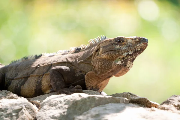 Retrato de iguana salvaje —  Fotos de Stock