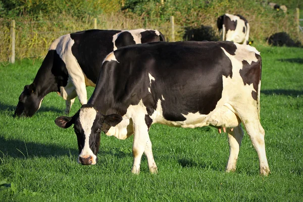 Melk koe — Stockfoto