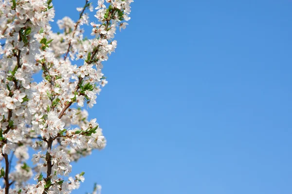 Cerezo de flor de primavera —  Fotos de Stock